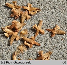 Betula utilis ssp. albosinensis (brzoza białochińska)