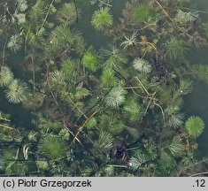 Cabomba caroliniana (kabomba karolińska)