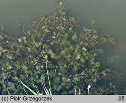 Cabomba caroliniana (kabomba karolińska)