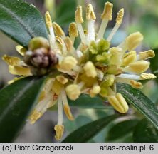 Buxus sempervirens (bukszpan wieczniezielony)