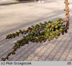 Metasequoia glyptostroboides (metasekwoja chińska)