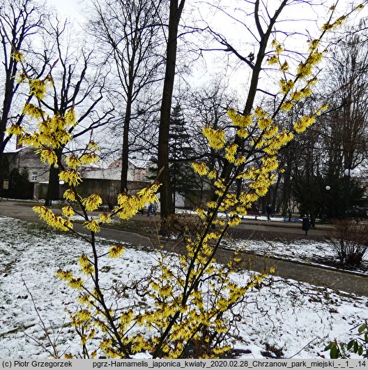 Hamamelis japonica (oczar japoński)