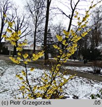 Hamamelis japonica (oczar japoński)