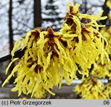 Hamamelis japonica (oczar japoński)