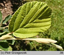 Hamamelis japonica (oczar japoński)