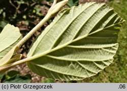 Hamamelis japonica (oczar japoński)