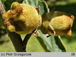 Hamamelis japonica (oczar japoński)