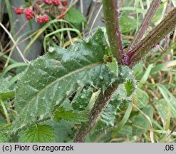 Picris echioides (goryczel żmijowcowy)