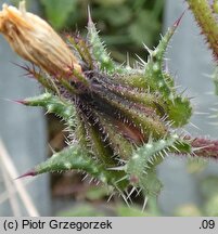 Picris echioides (goryczel żmijowcowy)