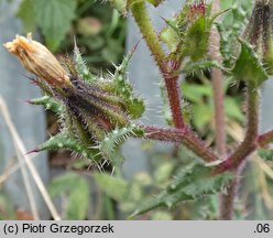 Picris echioides (goryczel żmijowcowy)