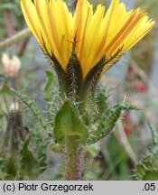 Picris echioides (goryczel żmijowcowy)