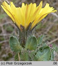 Picris echioides (goryczel żmijowcowy)