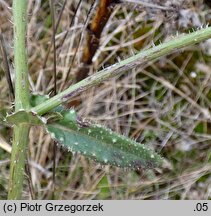 Picris echioides (goryczel żmijowcowy)