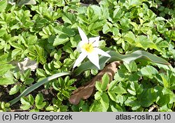 Tulipa biflora (tulipan dwukwiatowy)