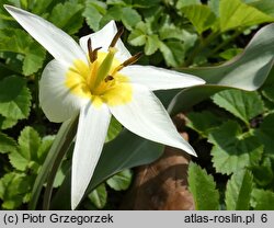 Tulipa biflora (tulipan dwukwiatowy)