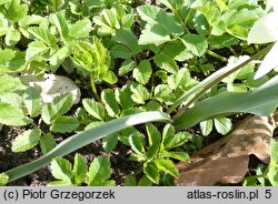 Tulipa biflora (tulipan dwukwiatowy)