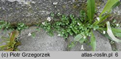 Cardamine hirsuta (rzeżucha włochata)