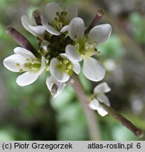 Cardamine hirsuta (rzeżucha włochata)