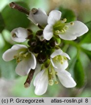 Cardamine hirsuta (rzeżucha włochata)