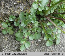 Cardamine hirsuta (rzeżucha włochata)