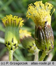 Senecio vulgaris (starzec zwyczajny)