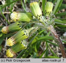 Senecio vulgaris (starzec zwyczajny)