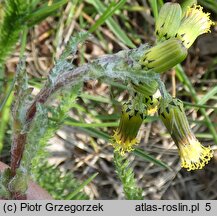 Senecio vulgaris (starzec zwyczajny)