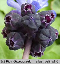 Muscari latifolium (szafirek szerokolistny)