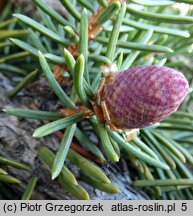 Picea sitchensis WB