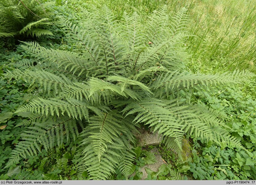 Athyrium rubripes (wietlica czerwonoogonkowa)