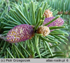 Picea sitchensis WB