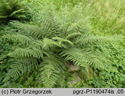 Athyrium rubripes (wietlica czerwonoogonkowa)