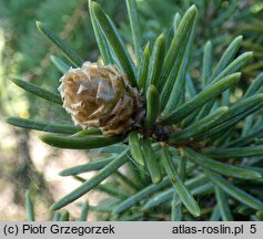 Picea sitchensis WB