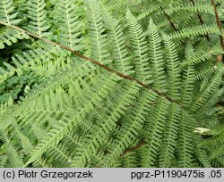 Athyrium rubripes (wietlica czerwonoogonkowa)