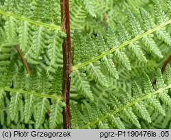 Athyrium rubripes (wietlica czerwonoogonkowa)