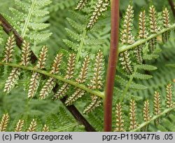 Athyrium rubripes (wietlica czerwonoogonkowa)