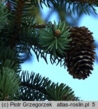 Picea sitchensis WB