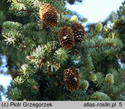 Picea sitchensis WB