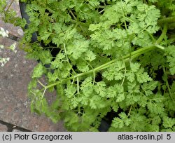 Anthriscus caucalis (trybula pospolita)