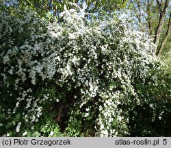 Spiraea chamaedryfolia (tawuła ożankolistna)