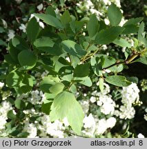 Spiraea chamaedryfolia (tawuła ożankolistna)