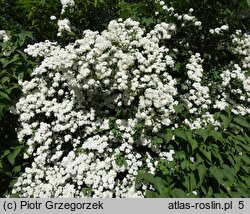 Spiraea chamaedryfolia (tawuła ożankolistna)