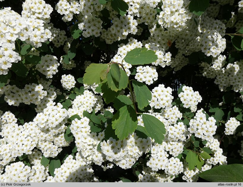 Spiraea chamaedryfolia (tawuła ożankolistna)