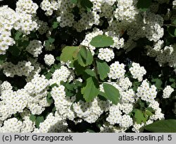 Spiraea chamaedryfolia (tawuła ożankolistna)