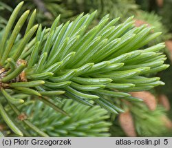 Picea sitchensis (świerk sitkajski)