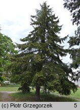 Picea sitchensis (świerk sitkajski)