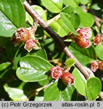 Cotoneaster horizontalis (irga pozioma)