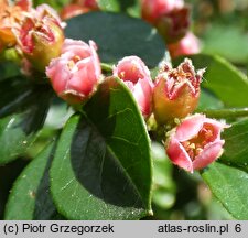 Cotoneaster horizontalis (irga pozioma)