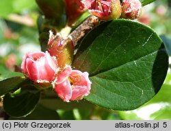 Cotoneaster horizontalis (irga pozioma)