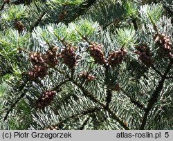 Abies concolor (jodła jednobarwna)